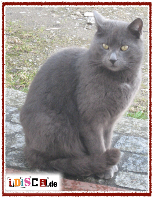 Grey Cat Found / Katzegefunden (Grau)
